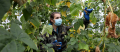 © FAO/Marwan Tahtah